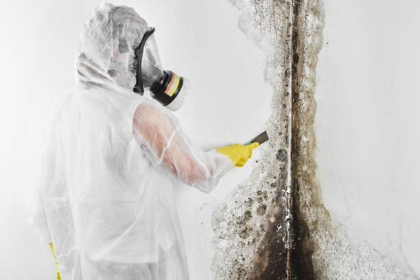 Crawl Space Mold Removal in Highlands, TX