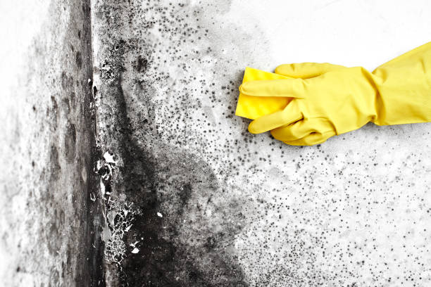Best Mold Removal Near Me  in Highlands, TX