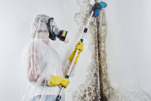Mold Removal and Inspection in Highlands, TX