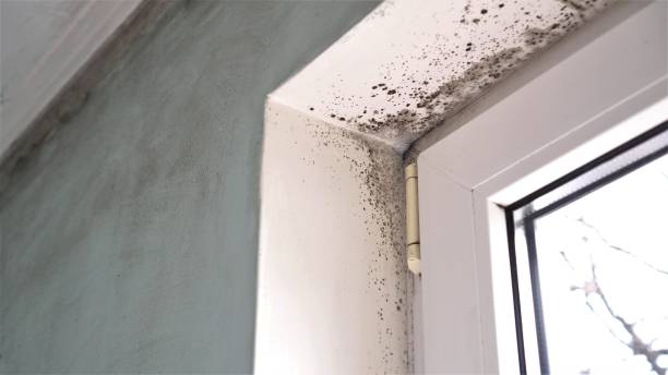 Best Commercial Mold Removal  in Highlands, TX