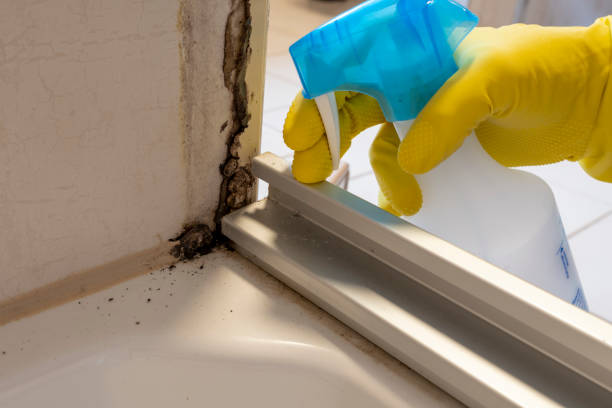 Best Mold Removal Specialists  in Highlands, TX