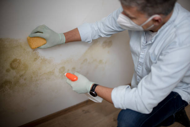 Best Office Mold Removal Services  in Highlands, TX