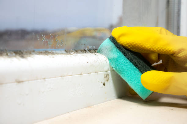 Best Affordable Mold Removal  in Highlands, TX