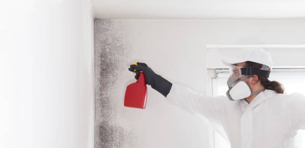 Best Home Mold Removal  in Highlands, TX