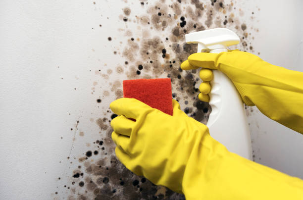 Best Toxic Mold Removal  in Highlands, TX