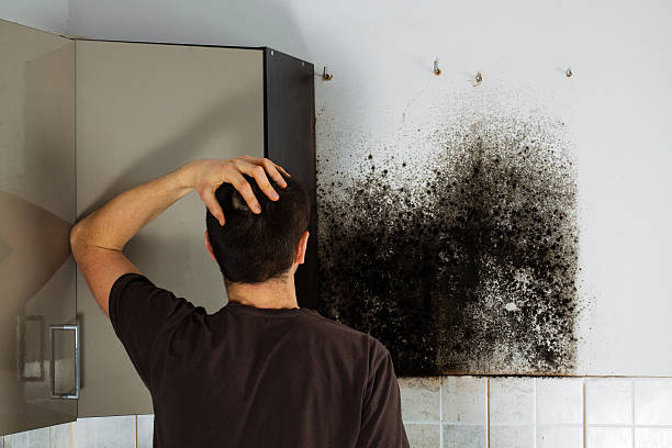 Mold Testing and Removal in Highlands, TX