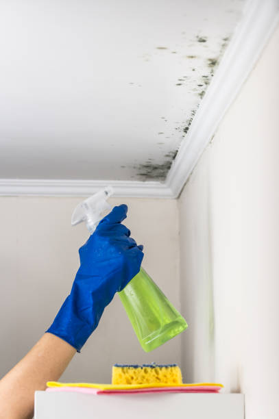 Certified Mold Removal in Highlands, TX