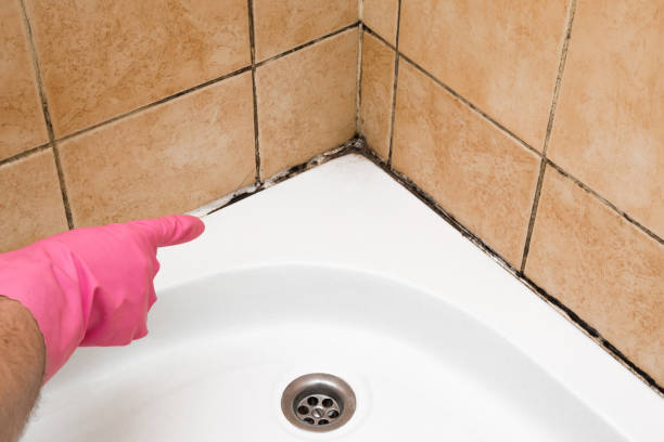 Best Professional Mold Removal  in Highlands, TX